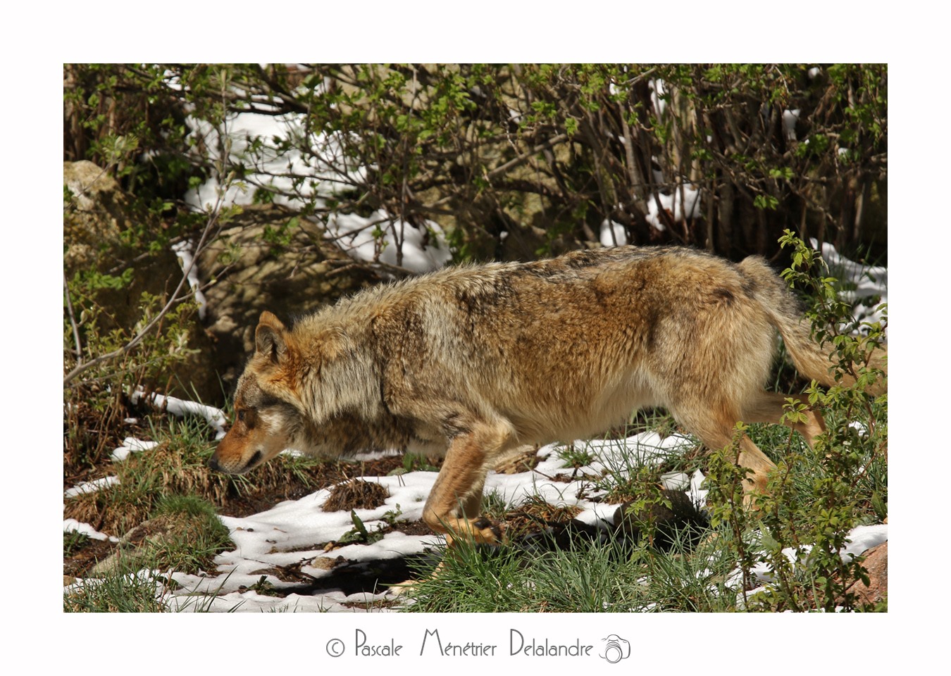 Loup - Son incroyable beauté.