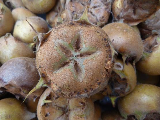 "Nèfle" ... fruit de l'hiver ......