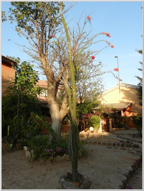  DES FLEURS DU SENEGAL