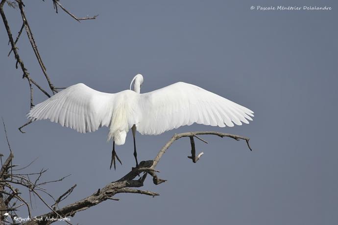 Aigrette garzette