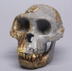 Prémices de l'Humanité en Afrique