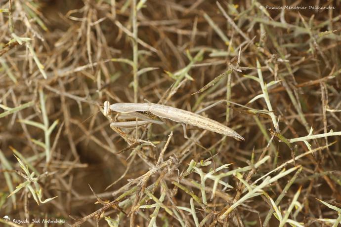 Mantis religiosa forme brune immature - Mante religieuse