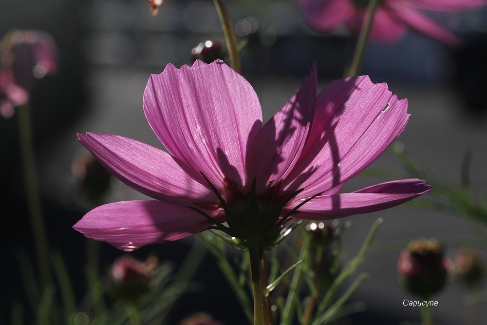 Feu d'artifice d'automne : les cosmos
