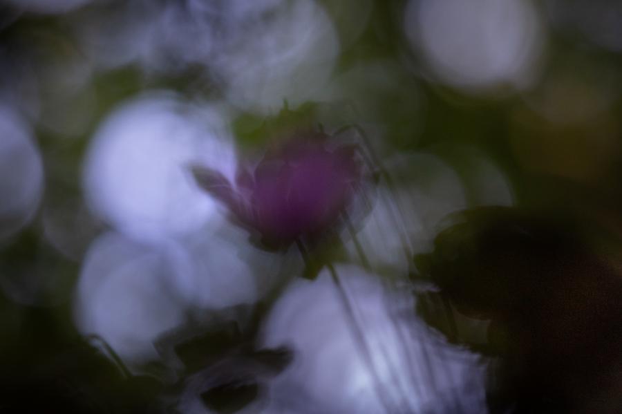 Cyclamen