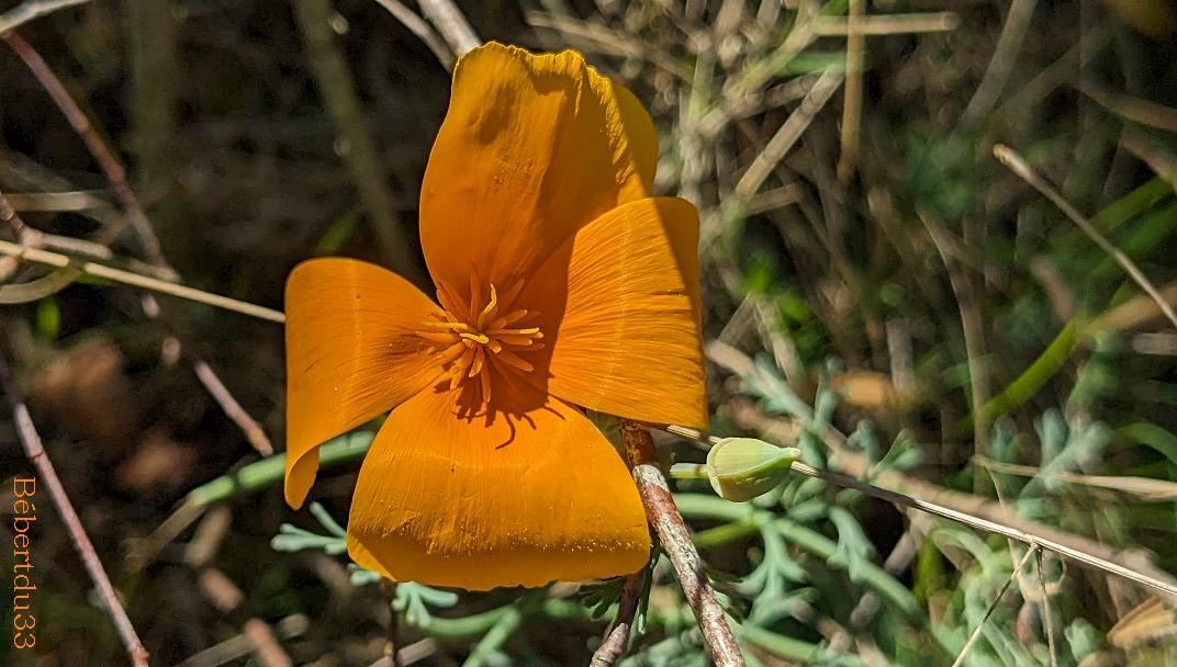 photos plaisir dans le jardin