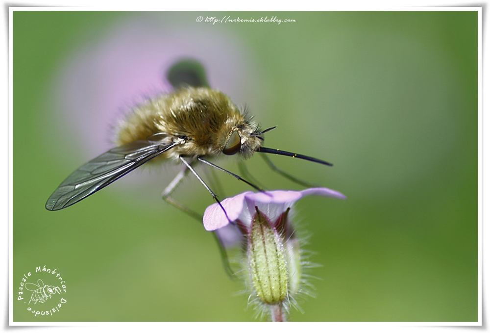 Bombylius minor