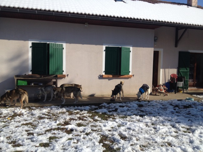 chien amputé en meute