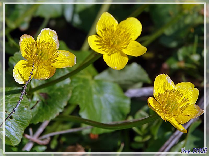 Populage des marais, Caltha des marais, Souci d'eau (Caltha palustris), Isopyre faux pigamon (Isopyrum thalictroides), Anémone des bois (Anemone nemorosa) - Prairie de Pédain - Lescun - 64
