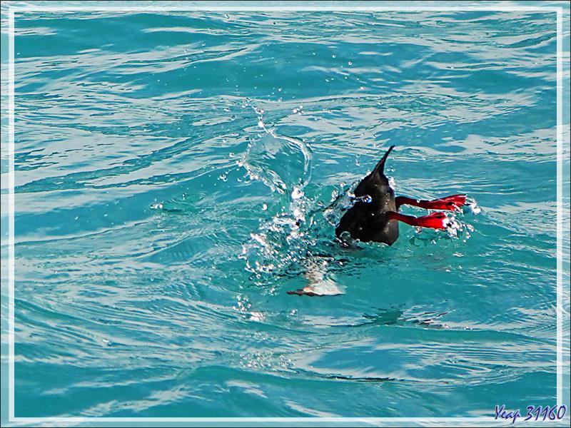 Un peu de "birdwatching" (observation d'oiseaux) le long du Glacier Bråsvell (Bråsvellbreen) - Calotte glacière Austfonna - Nordaustlandet Island - Svalbard - Norvège