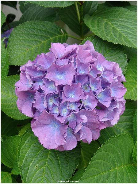 Hortensias du jardin 