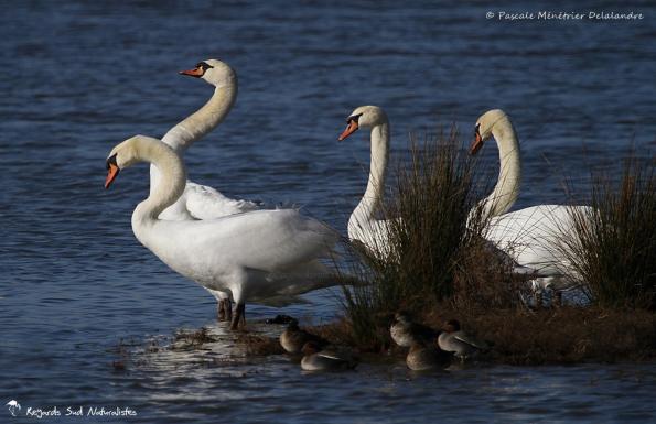 Cygnes tuberculés