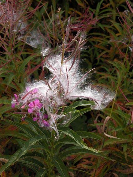 Fleurs cultivées : Epilobe