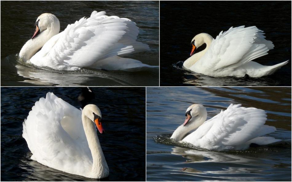 Dans mon blog, toute une collection !