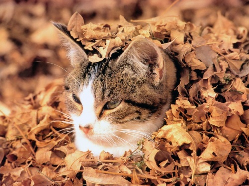 Images chat automne en partage - Animaux-Nature