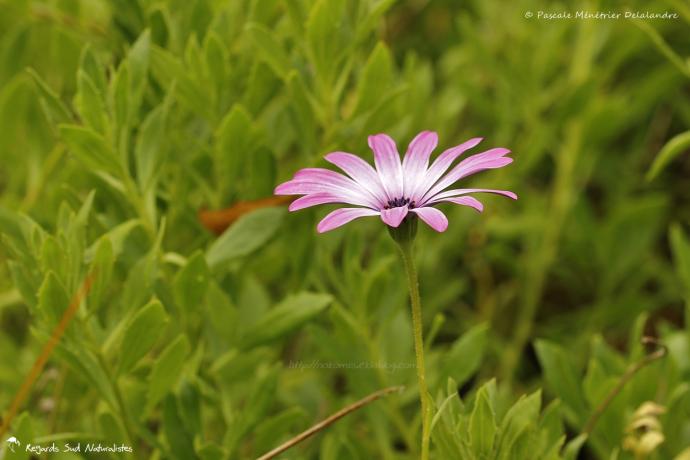 Osteospermum