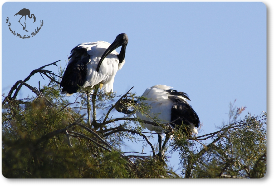 Ibis sacré...
