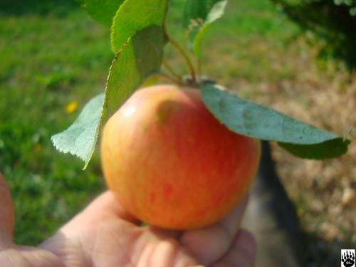 LE POMMIER : variétés anciennes ou contemporaines au jardin ?