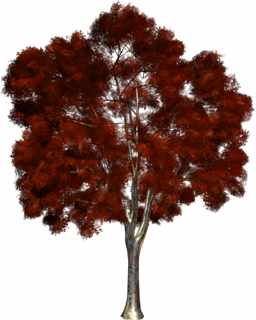 arbres PNG