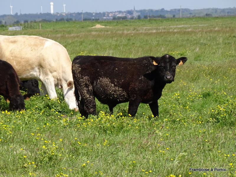 Vaches de race ANGUS ABERDEEN 