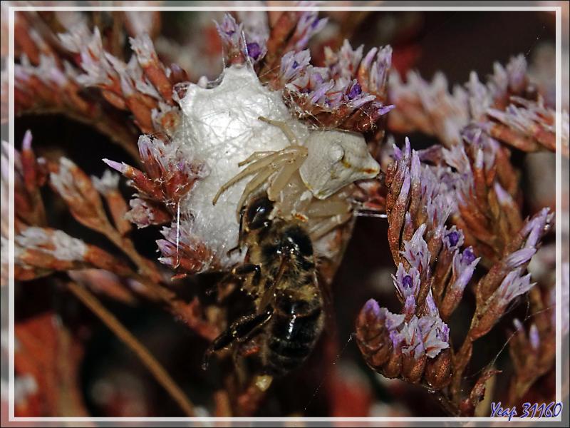 Araignée crabe Thomise enflée (Thomisus onustus) - Originaire de La Couarde - Île de Ré - 17