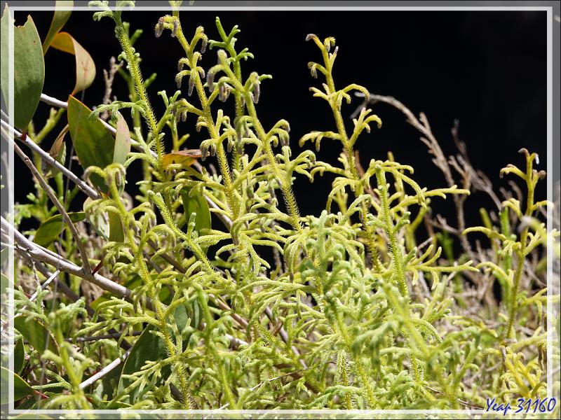 Un peu de botanique au retour des sources chaudes de Dei-Dei - Fergusson Island - Papouasie Nouvelle-Guinée (Papua New-Guinea)