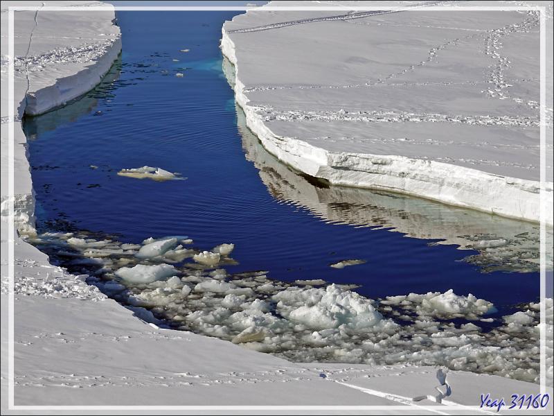 24/03/2022 suite : rappelez-vous, le Ct Charcot s'était positionné contre une belle banquise, des passagers avaient commencé à débarquer, certains déjà partis randonner raquettes aux pieds 