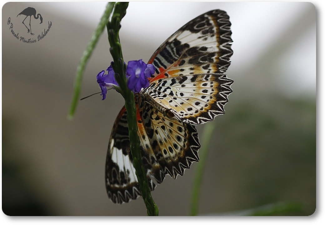 Papillon exotique non identifié...