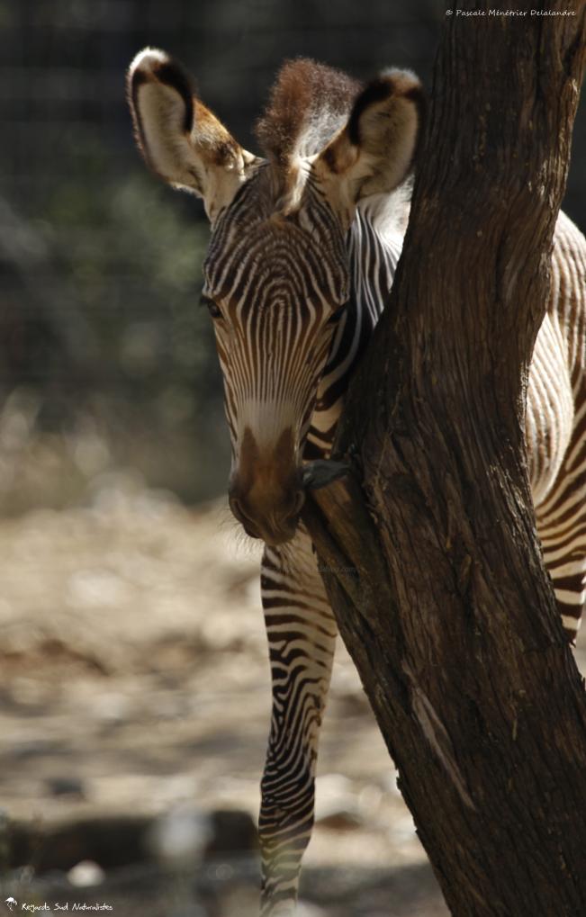 Zèbre de Grevy (Equus grevyi)