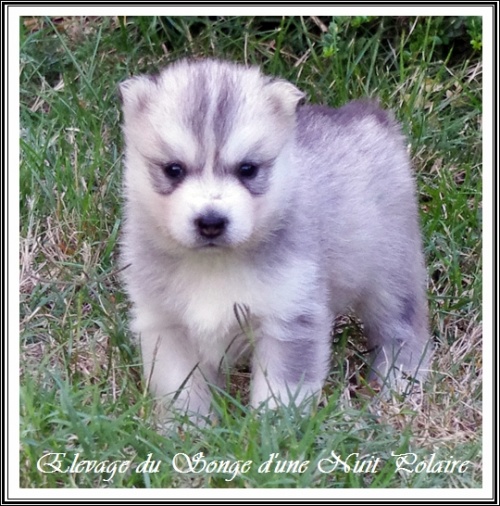 Chiot Husky Femelle 1 (27j)