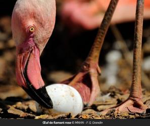 Le Flamant rose 