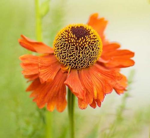 Fleurs cultivées : Hélénie