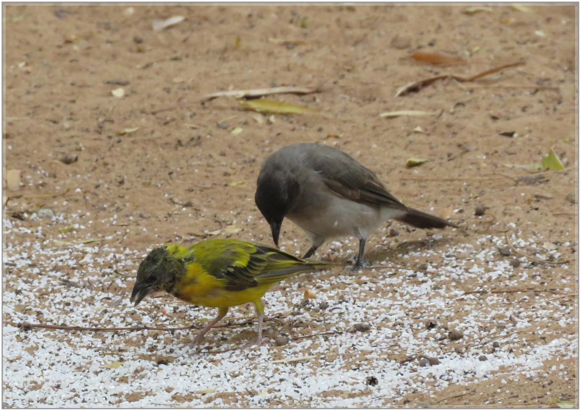 LES OISEAUX DU SENEGAL No 2