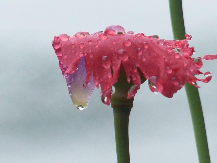 Aimer la pluie c'est pôssible!