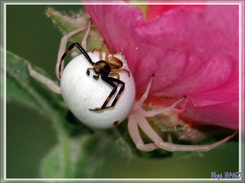 Monsieur et Madame Araignée crabe Thomise variable (Misumena vatia) post copula - Lartigau - Milhas - 31