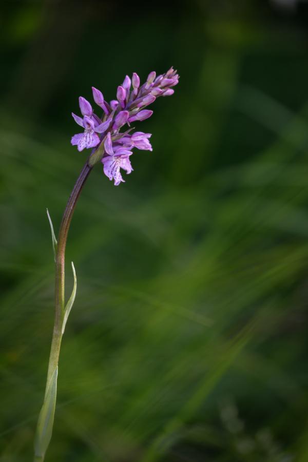Orchis moucheron