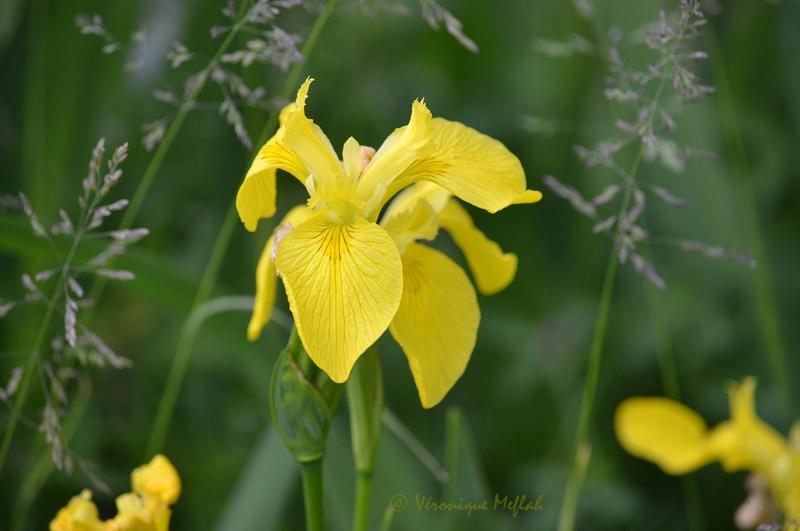 Lac Daumesnil : Iris des marais (Iris pseudacorus)
