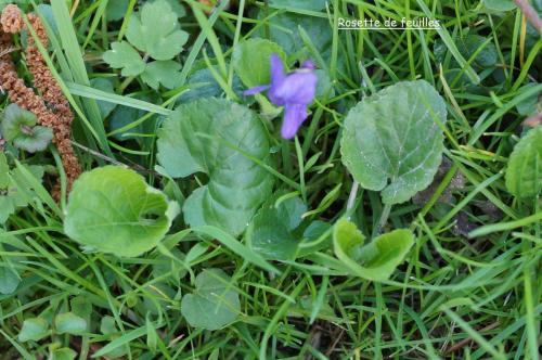 Fleurs cultivées ; Violette de Parme