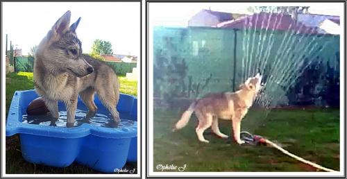 A l'eau ! (11 mai 2013)
