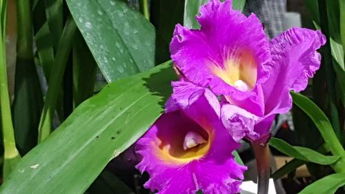 ANNE .L : Ses Fleurs