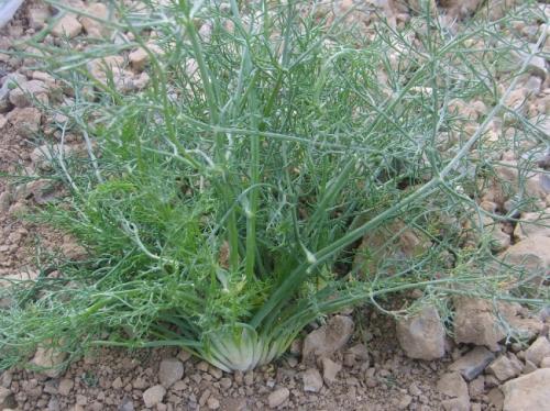 Vertus médicinales des plantes sauvages : Fenouil sauvage