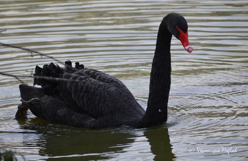 Un couple de Cygnes noirs au parc Montsouris