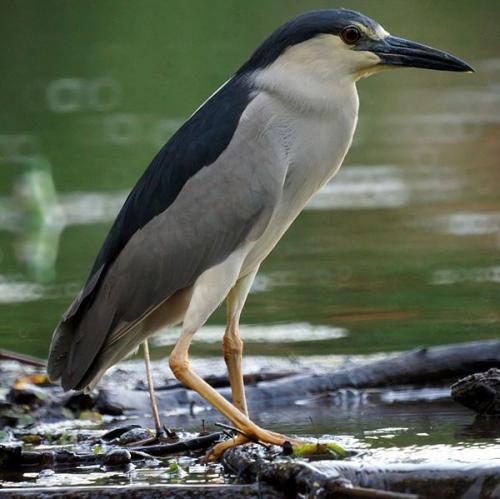 "Portraits d' oiseaux de Côte d'Or",  une conférence de la LPO à Laignes