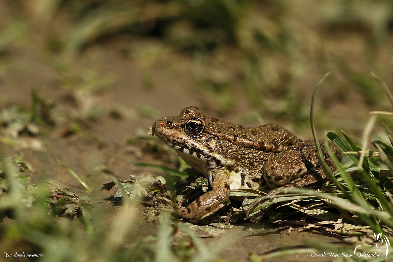  Grenouille rieuse -  Pelophylax ridibundus