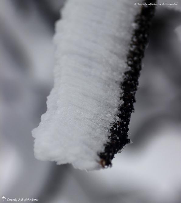 La neige au Mont-Aigoual