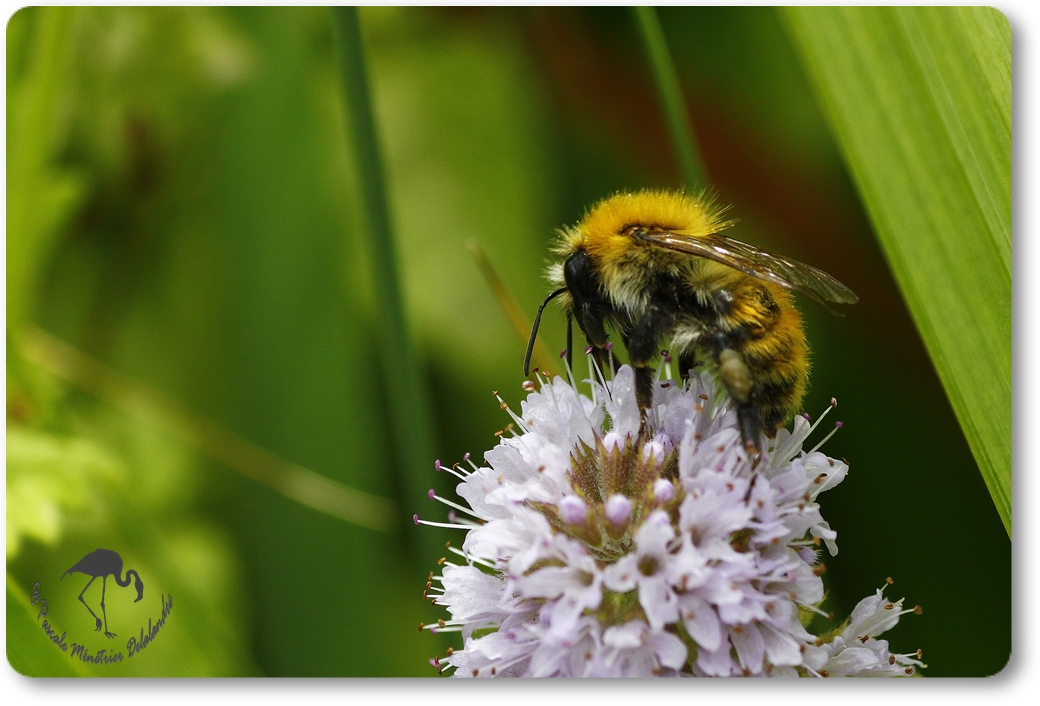 Bombus pascuorum =Thoracobombus - Bourdon des champs