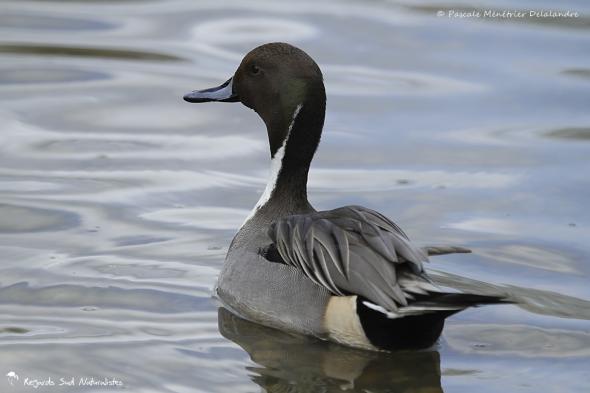 Canard pilet