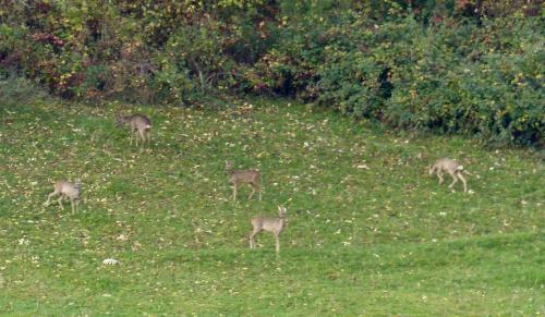 Chevreuils :