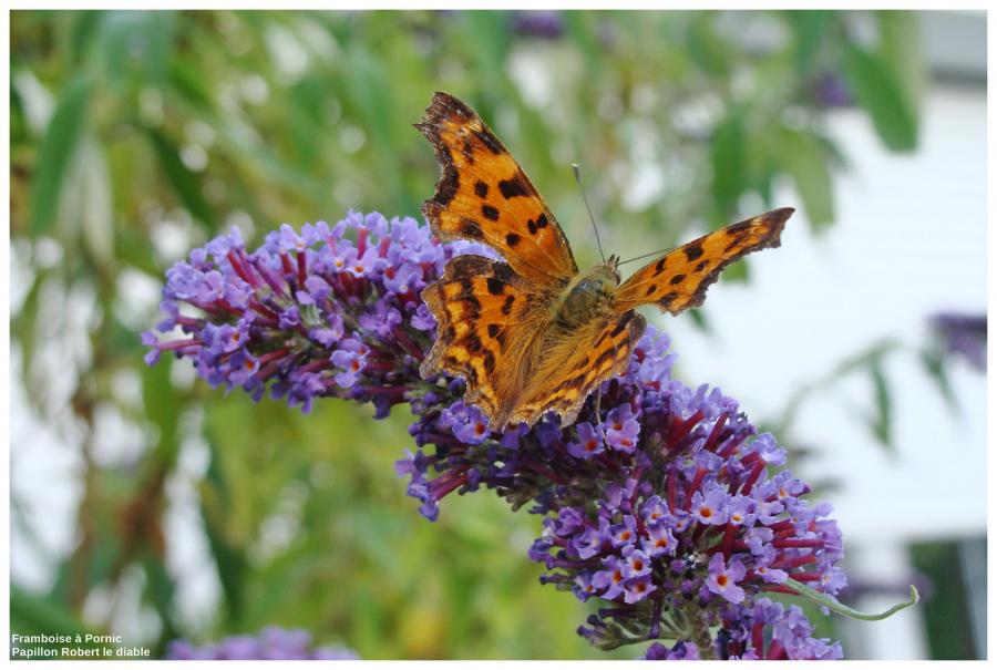 Papillon Robert le diable 
