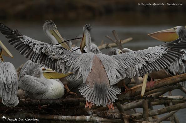 Pélican gris (ou Pélican à dos rosé)