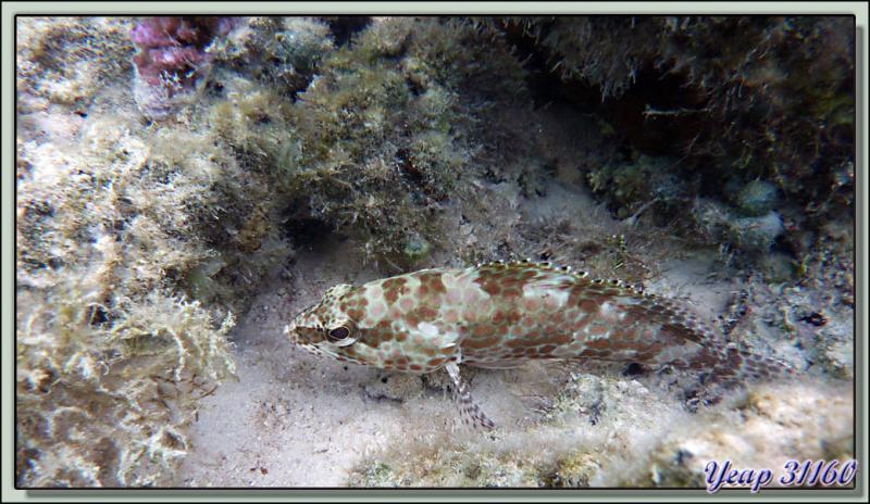 Plongée en apnée dans le lagon (2m50 d'eau maximum à marée haute) - Moorea - Polynésie française